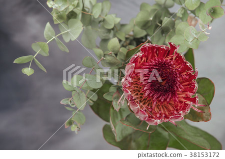 King Protea and Eucalyptus Arrangement King Protea and Eucalyptus Arrangement 38153172
