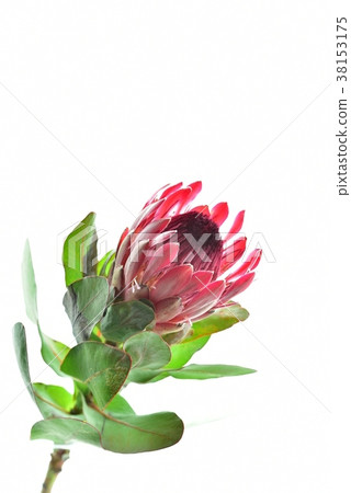 國王普羅梯亞花 38153175