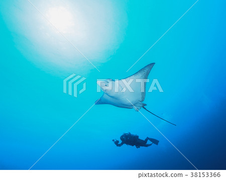 馬達拉Tsuboei 馬達拉Tsuboei 38153366