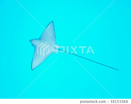 馬達拉Tsuboei 38153368