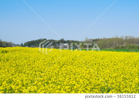 油菜田 38153812