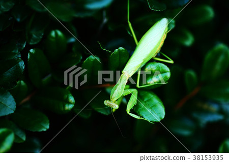 昆蟲一種在冬天遇到的大螳螂 昆蟲一種在冬天遇到的大螳螂 38153935