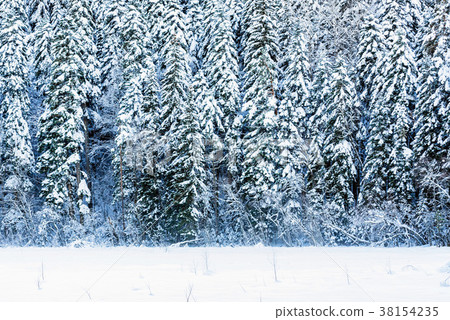 Fantastic winter forest covered with snow Fantastic winter forest covered with snow 38154235