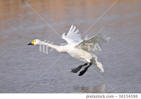 The landing system of the butterfly 38154398