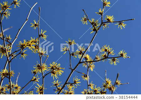 Witch hazel flower 38154444