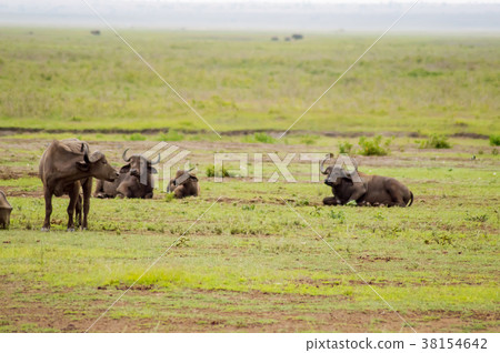 Buffalo grazing in the savannah of Amboseli Park Buffalo grazing in the savannah of Amboseli Park 38154642
