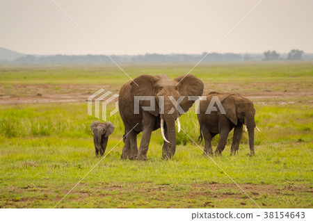 Elephant front view with his cub in the savannah Elephant front view with his cub in the savannah 38154643