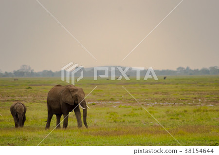 Elephant front view with his cub in the savannah Elephant front view with his cub in the savannah 38154644