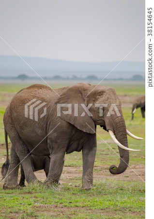 Elephant with ears forward in the savannah Elephant with ears forward in the savannah 38154645