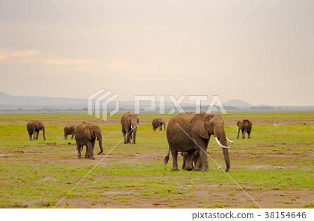 Elephant family in the savannah countryside Elephant family in the savannah countryside 38154646