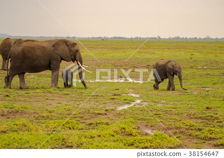 Elephant family in the savannah countryside  38154647