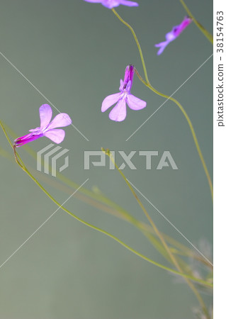 Lobelia Princess Blue Lobelia Princess Blue 38154763