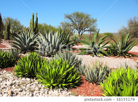 Garden of cacti, agaves, Tula de Allende, Mexico Garden of cacti, agaves, Tula de Allende, Mexico 38155179