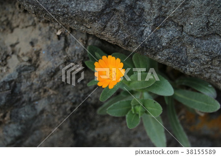 冬天綻放與橙色的花朵 38155589