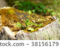 Stump surface 38156179