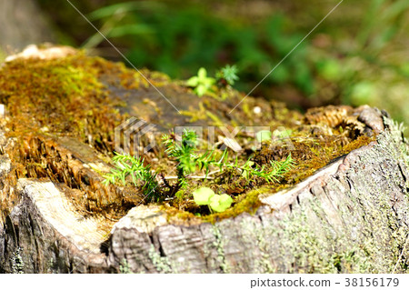 樹樁表面 38156179