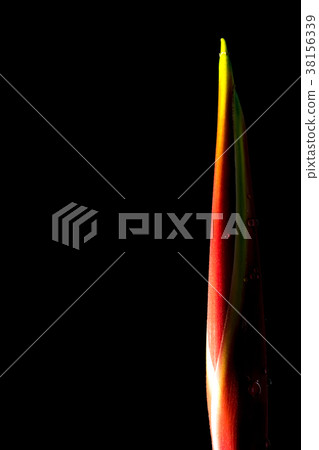 Hanging lobster claws in black background 38156339