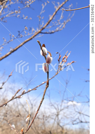 貓科動物(貓柳) 貓科動物(貓柳) 38156462