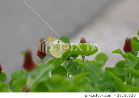 大腸桿菌 38156520