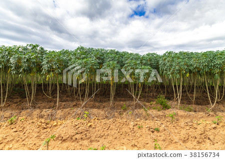 Cassava tree 38156734