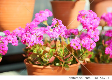 Kalanchoe flowers Kalanchoe flowers 38156794