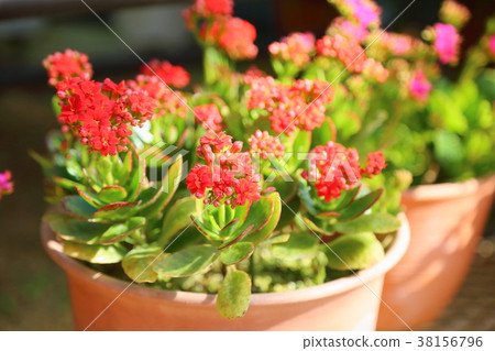 長壽花 38156796