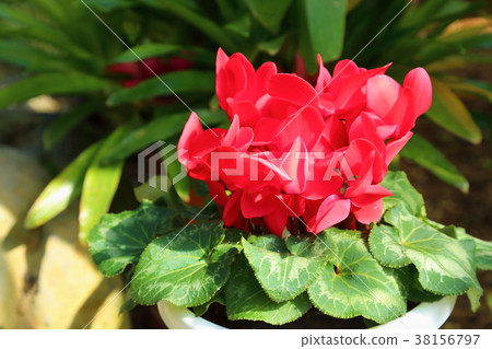 仙客來鮮花 38156797