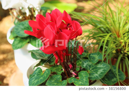 仙客來鮮花 38156800