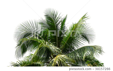 coconut tree isolated on white background 38157266