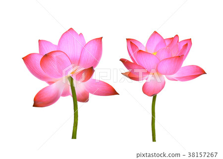 pink lotus petal flower isolated on white  38157267