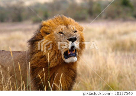 African Lion- male, Kenya, Africa African Lion- male, Kenya, Africa 38157540