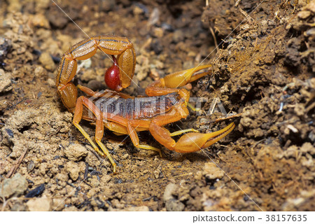 Indian Red Tail Scorpion, Hotenttota tamulus 38157635