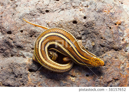 Indian Three Banded Skink, Eutropis trivittata Indian Three Banded Skink, Eutropis trivittata 38157652
