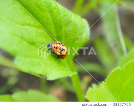 Ladybird Ladybird 38157700