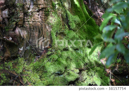 Oki和Moss Oki和Moss 38157754