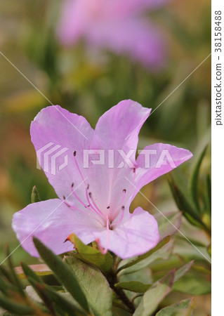 Ryukyutsutsuji thin leaves 38158488