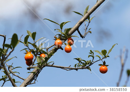 Silent Hagaki 38158550