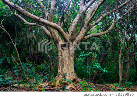 Oishi Hayashiyama 38159050