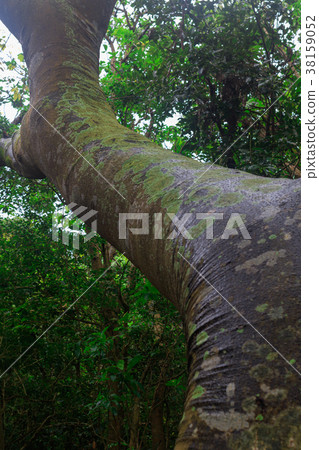 Oishi Hayashiyama Oishi Hayashiyama 38159052