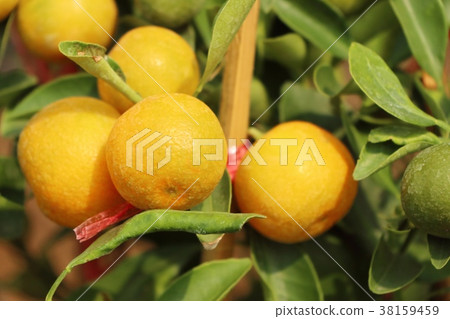 Orange tree in garden Orange tree in garden 38159459