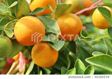 Orange tree in garden Orange tree in garden 38160534