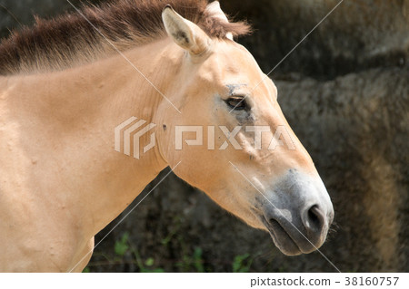 一匹馬 一匹馬 38160757