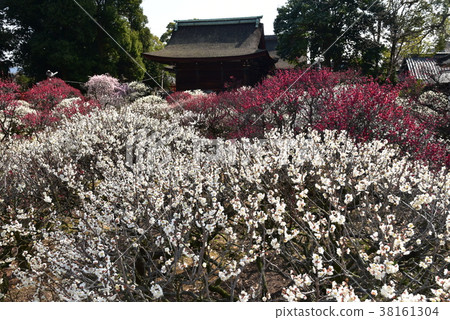Daimoji梅花Tenmangu神社李子 38161304