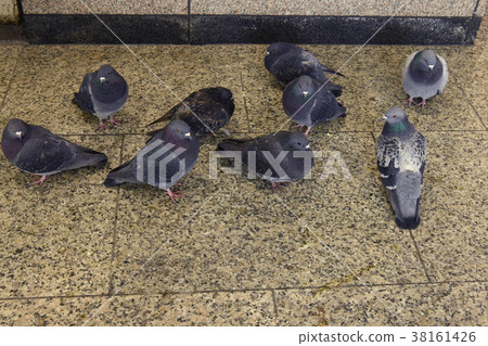 Japanese bird "Dove" (scenery on a cold day) 38161426