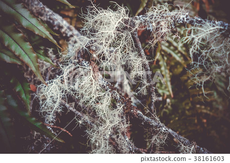 Lichen close-up photo 38161603