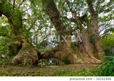 Senbon Kusunoki 38162806