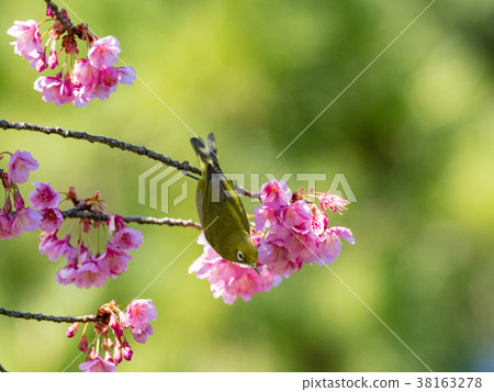 Samu Sakura and Whiteeye Shinagawa Shinohara Shrine Samu Sakura and Whiteeye Shinagawa Shinohara Shrine 38163278