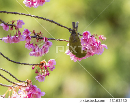 Samu Sakura and Whiteeye Shinagawa Shinohara Shrine 38163280