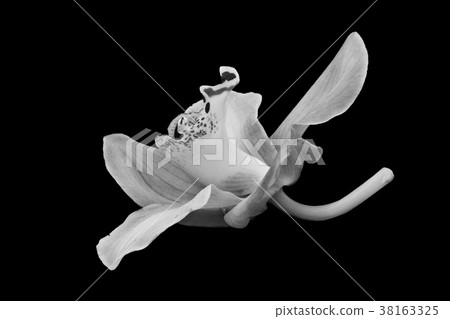 Isolated beautiful orchid in black and white Isolated beautiful orchid in black and white 38163325