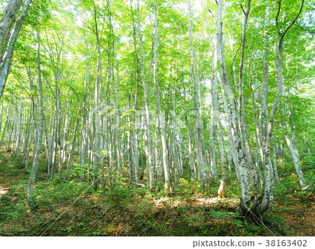 Shirakami山毛櫸森林 38163402